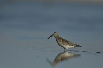 Curlew Sandpiper  - (Calidris ferruginea) 