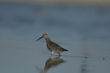 Curlew Sandpiper  - (Calidris ferruginea) 