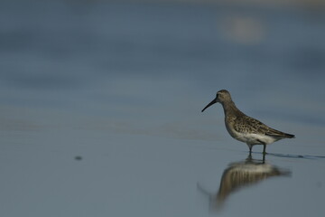 Curlew Sandpiper  - (Calidris ferruginea) 