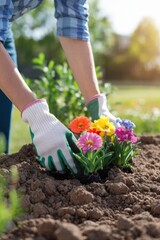 Fototapeta premium Person planting colorful flowers in a garden, wearing gloves