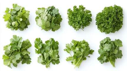 Obraz premium Fresh Cilantro and Parsley Herbs Culinary Greens Food Photography White Background