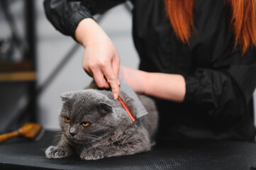 Grooming Salon. Closeup of cat. The cat is dried with a hair dryer. groomer concept