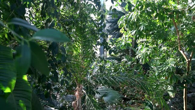 thicket of tropical palms and leans at the Washington Botanical Garden in Washington, DC.
