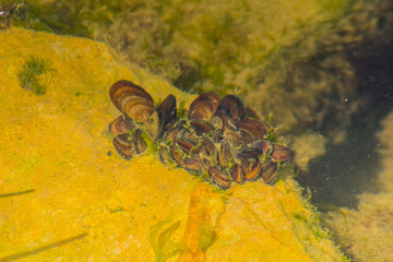 Limnoperna fortunei: Exploring the Intriguing Animal Species