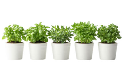 A vibrant collection of lush herb plants in white pots arranged on a bright kitchen counter