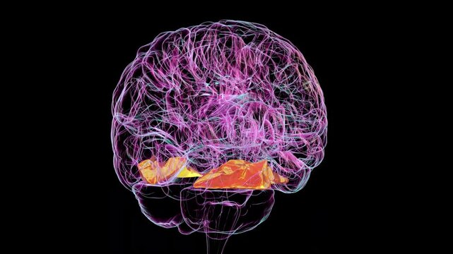 3D animation of a human brain rotating 360 degrees with highlighted fusiform gyrus, responsible for facial recognition, visual object processing, and reading.