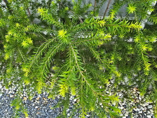Asparagus fern (Asparagus densiflorus (Kunth) Jessop) has short, needle-like, bright green, bushy branches. Leaves are transformed into small, pointed veins, light green. Is considered an air-purifyin