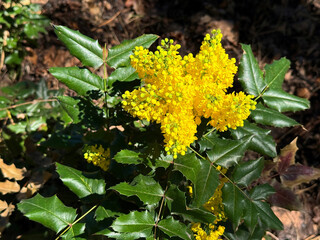 Mahonia yellow flowering plant Oregon Grape, Oregon Grape Holly