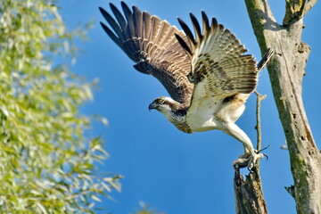 Osprey -  (Pandion haliaetus) 