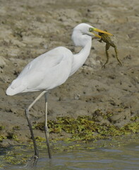 Great Egret (Ardea alba) 