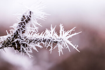 Macro view of frost-covered tree branch with ice crystals forming intricate patterns against blurred background.