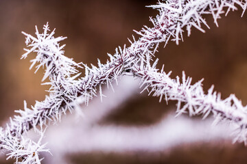 Macro view of frost-covered branch with delicate ice crystals forming intricate patterns in winter nature.
