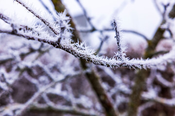 Close-up view of apple tree branches covered in white frost crystals against blurred winter background.