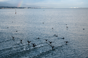 飛び立つ鳥と虹