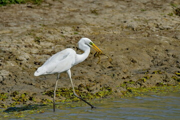 Great Egret (Ardea alba) 