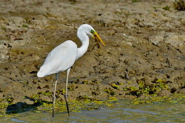 Great Egret (Ardea alba) 