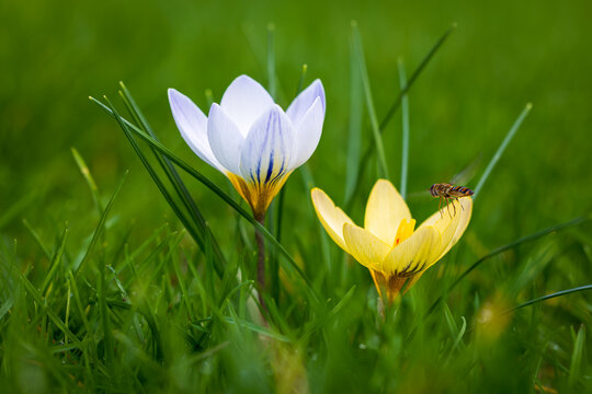 Spring Awakening - Hoverfly Approaching Crocus Blossom