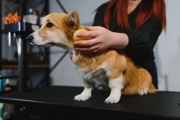 Female trimmer cutting hair on the Yorkshire Terrier