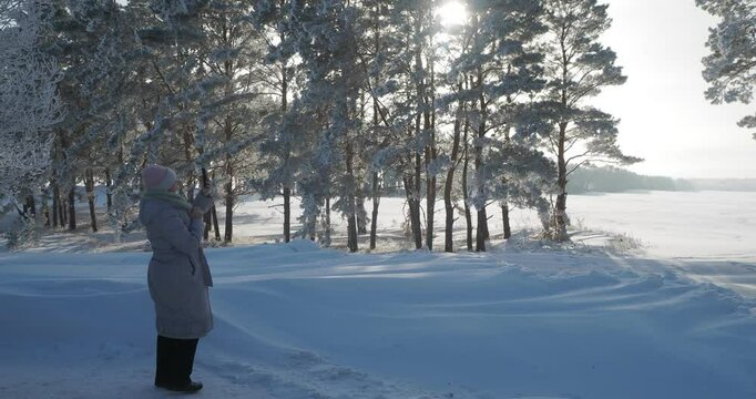 Seasons, winter. A woman in winter clothes is photographing a beautiful landscape with cedars covered with frost on her phone. Siberia.