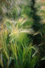 Wheat field at sunset in Europe