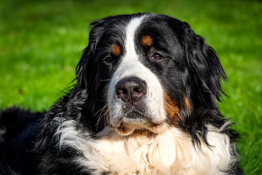 Bernese Mountain Dog lying in the grass and enjoying the heating sun of a spring morning.