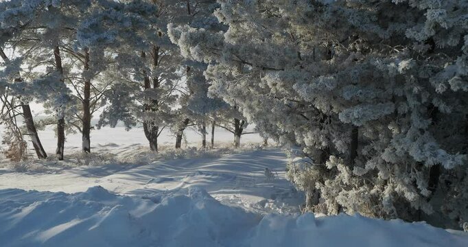 Winter season, nature. Fluffy cedars covered with frost stand in a winter forest. Siberia.