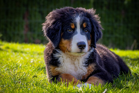 young Bernese Mountain Dog puppy lies in the grass and enjoys the sun of a spring morning