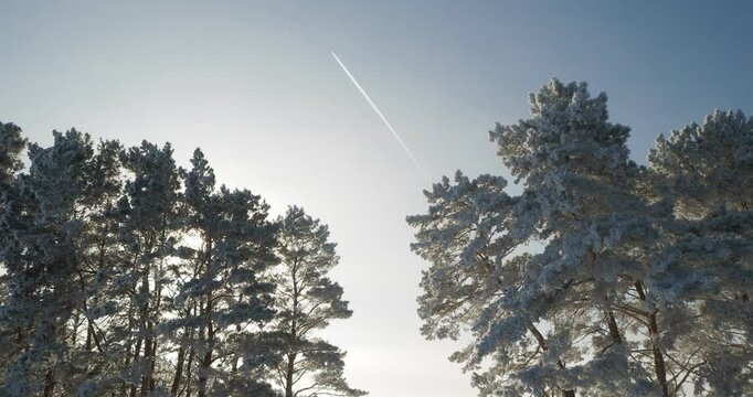 Winter, nature. A jet plane with an inversion trail flies over fluffy cedars covered with frost, standing in a winter forest against the background of a field flooded with sunlight. Siberia.