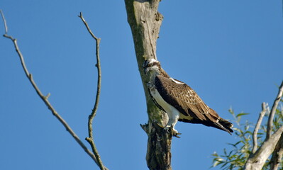 Osprey -  (Pandion haliaetus) 