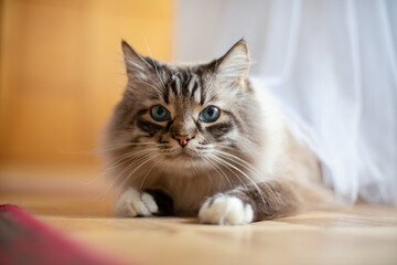 Funny fluffy cat with blue eyes