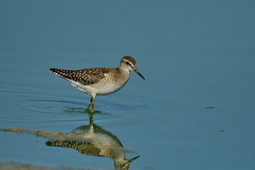 Wood Sandpiper (Tringa glareola) 