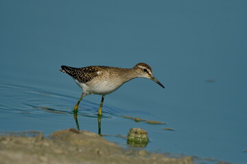 Wood Sandpiper (Tringa glareola) 