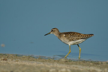 Wood Sandpiper (Tringa glareola) 