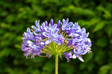 Fresh african lily on green background
