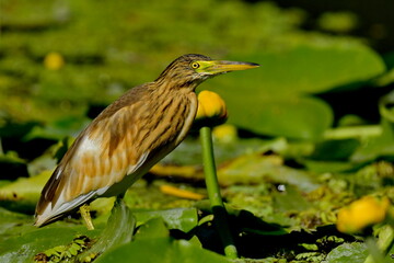 Squacco heron - Ardeola ralloides
