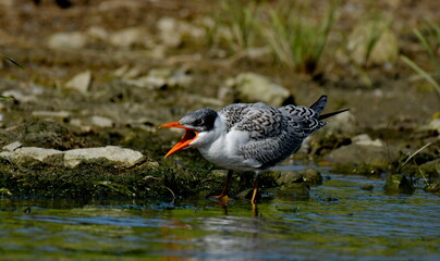 Caspian Tern      -   (Hydroprogne caspia) 