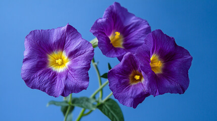 Photo of purple flower with yellow center on blue background, nature photography