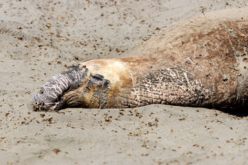 Obraz premium Large male elephant seal during molting season at Piedras Blancas Marine Reserve