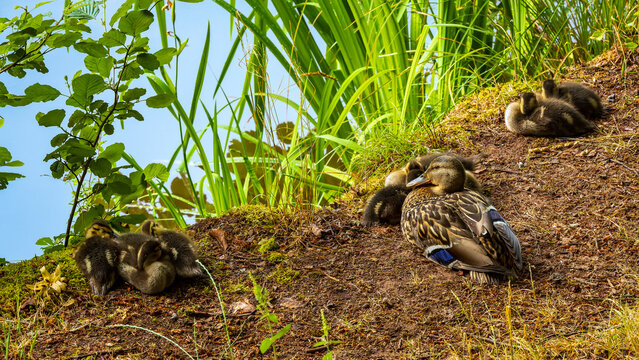 Duck family mother guards the chicks while they nap at the edge of a lake