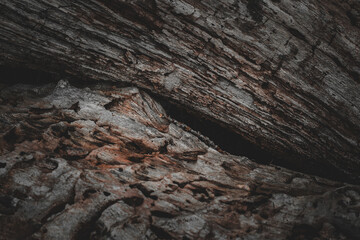 Dry tree bark, natural pattern on the tree trunk 