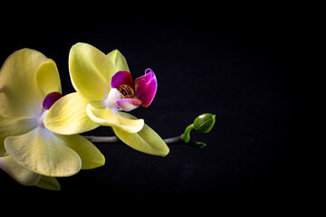 a close-up of a blooming yellow orchid with a pink center and green bud on black background....