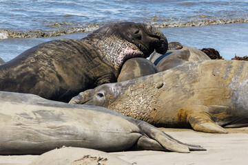 Large male elephant seals during molting season at Piedras Blancas Marine Reserve