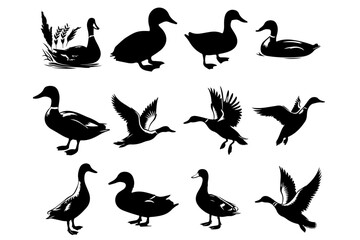 Obraz premium A single duck silhouette swimming in calm water, creating ripples, Duck silhouette - cut out vector icon, Duck icon vector illustration design, black swan on white, swan, bird, animal, vector,