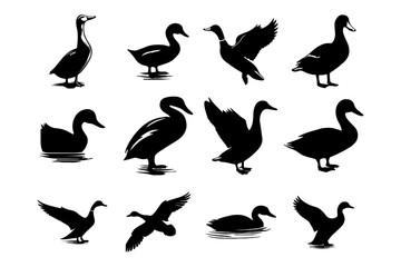 A single duck silhouette swimming in calm water, creating ripples, Duck silhouette - cut out vector icon,  Duck icon vector illustration design, black swan on white, swan, bird, animal, vector,