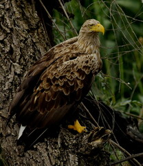 white tailed eagle - Haliaeetus albicilla