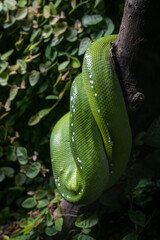 Green curled python on a branch.
