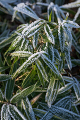 Frost on bamboo leaves outside.
