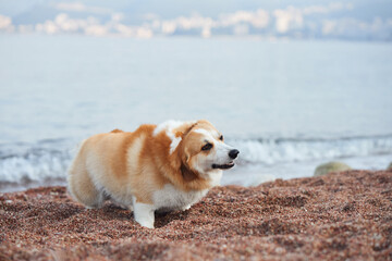 A Corgi lies down on the sand near the shoreline with gentle waves in the background. The relaxed posture of the dog reflects a tranquil moment.