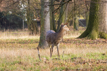 Sika deer - Cervus nippon, doe and mouflon in meadow and forest. Photo from wild nature