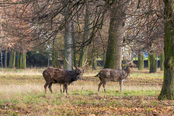 Sika deer - Cervus nippon, doe and mouflon in meadow and forest. Photo from wild nature
